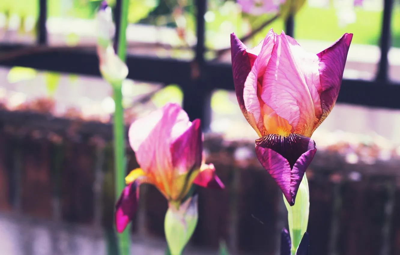 Photo wallpaper flowers, petals, iris