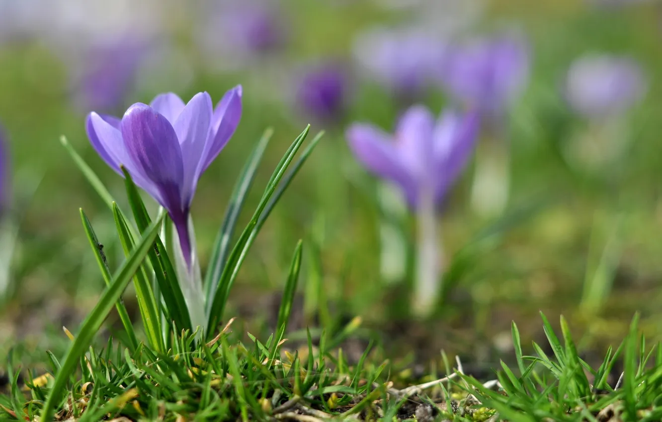 Photo wallpaper flower, purple, grass, macro, lilac, earth, spring, blur