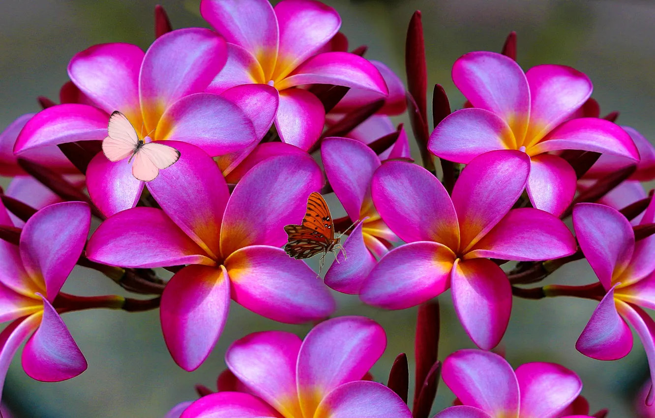 Photo wallpaper trees, flowers, nature, butterfly, petals, moth, plumeria, plumeria