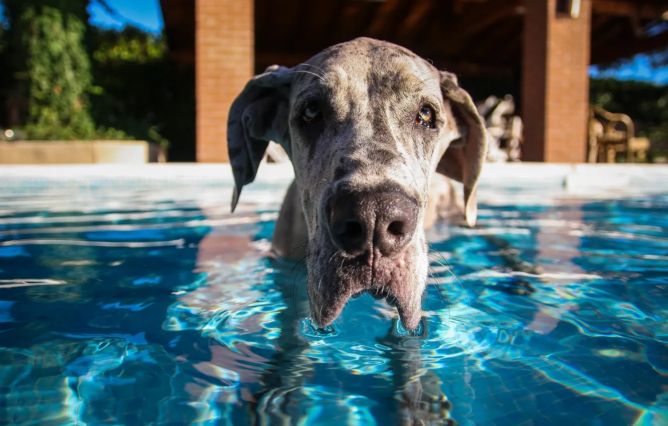 Photo wallpaper water, each, dog