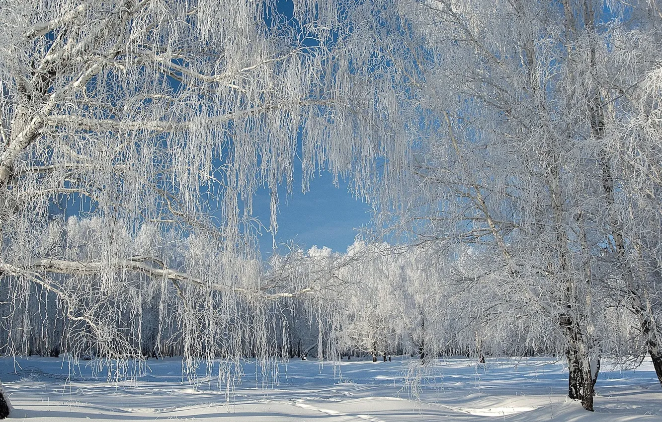 Photo wallpaper winter, the sky, snow, trees, nature, beautiful forest