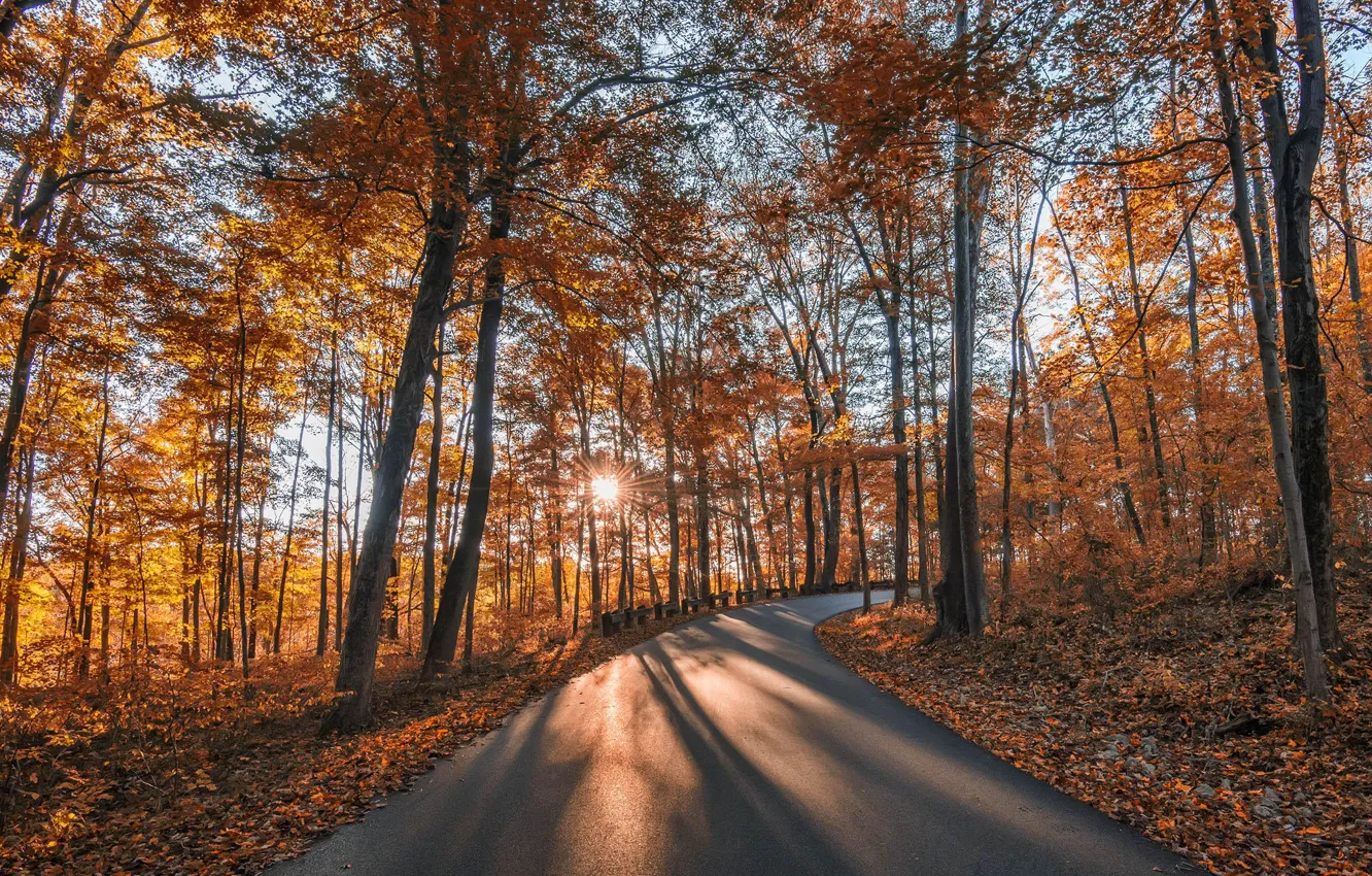 Photo wallpaper road, autumn, forest