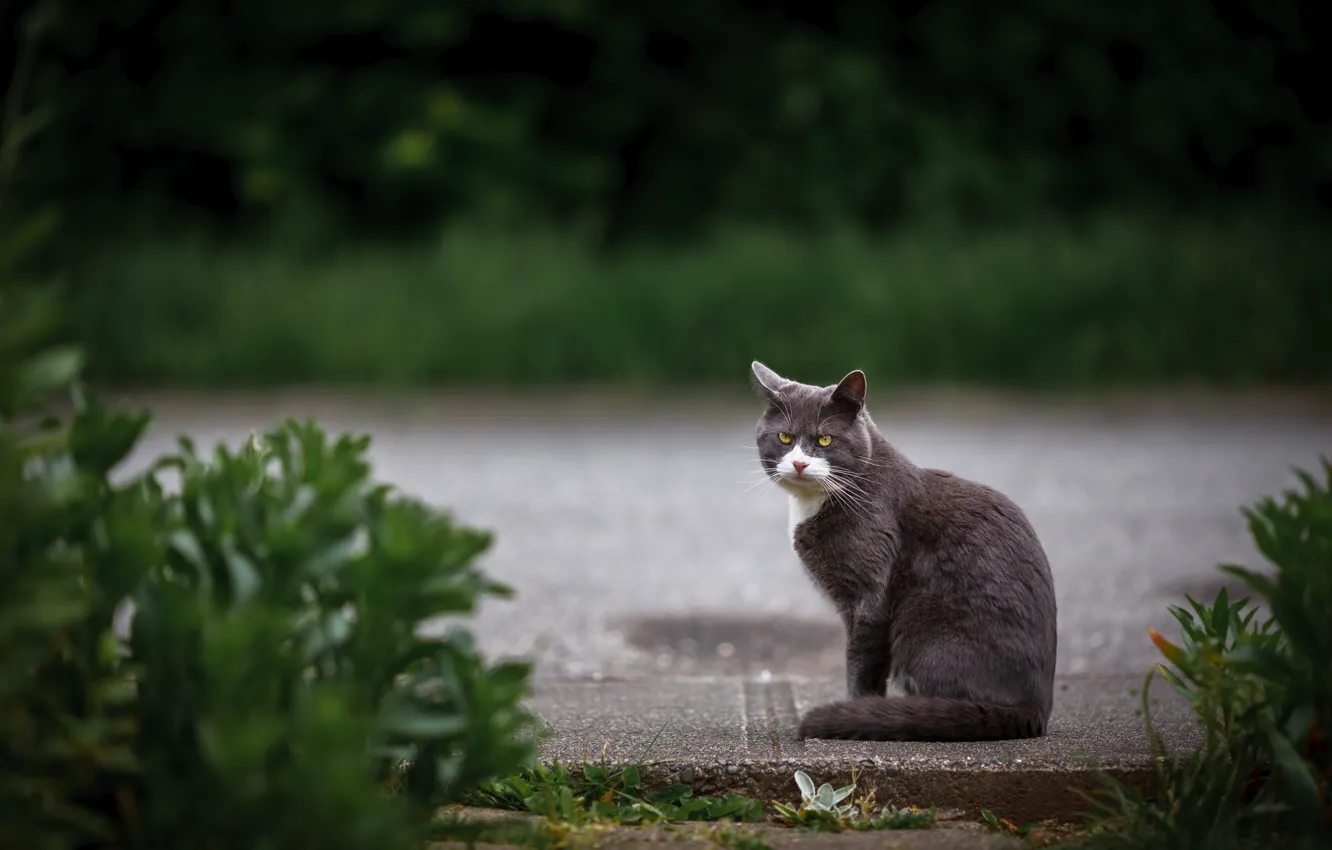 Photo wallpaper cat, cat, nature, grey, sitting
