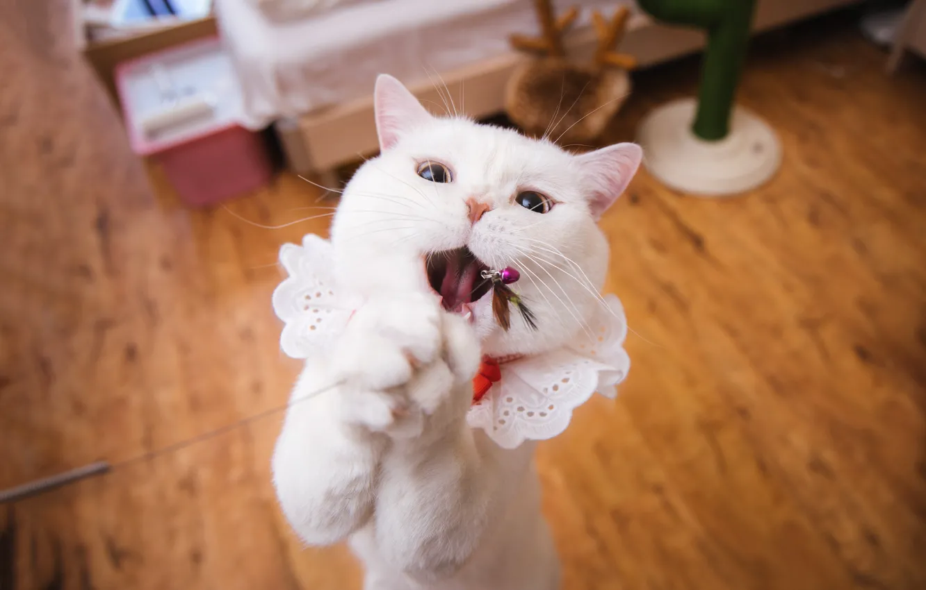 Photo wallpaper cat, white, cat, look, pose, background, room, toy
