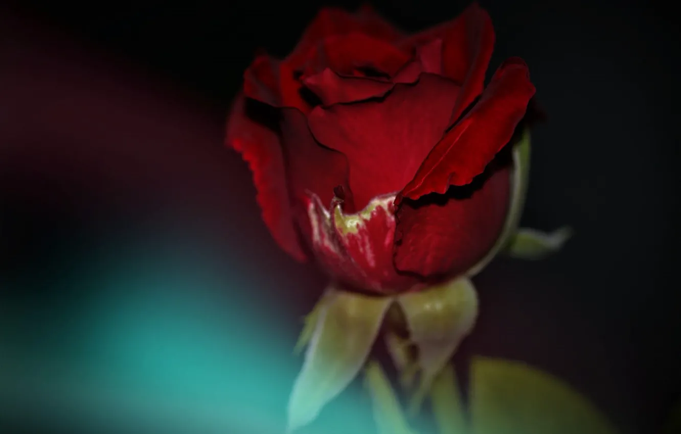 Photo wallpaper the dark background, red rose, rosebud