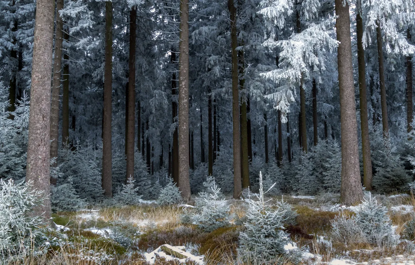 Photo wallpaper frost, forest, nature