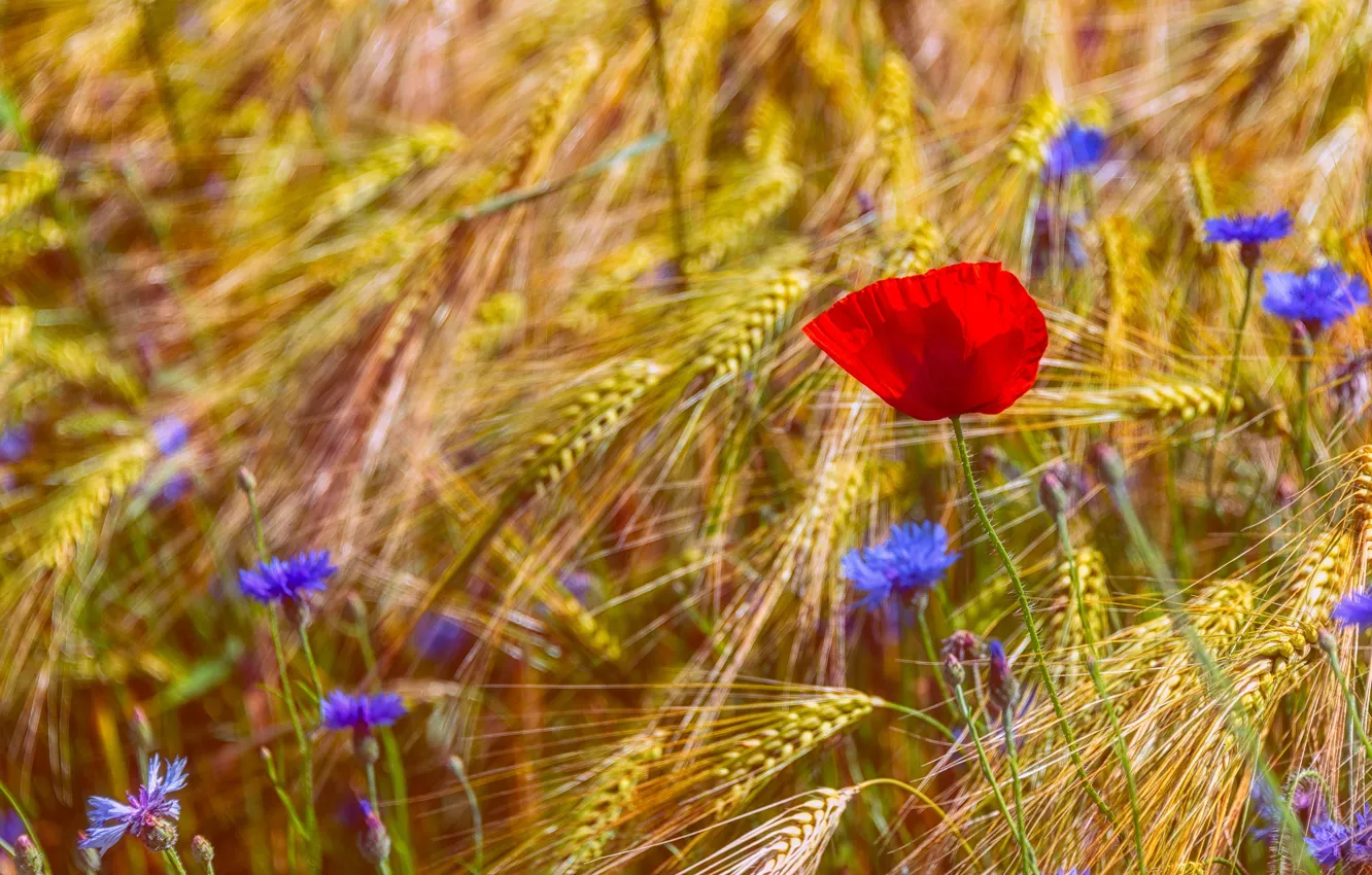 Photo wallpaper summer, flowers, rye, Maki, spikelets, red, ears, cereals