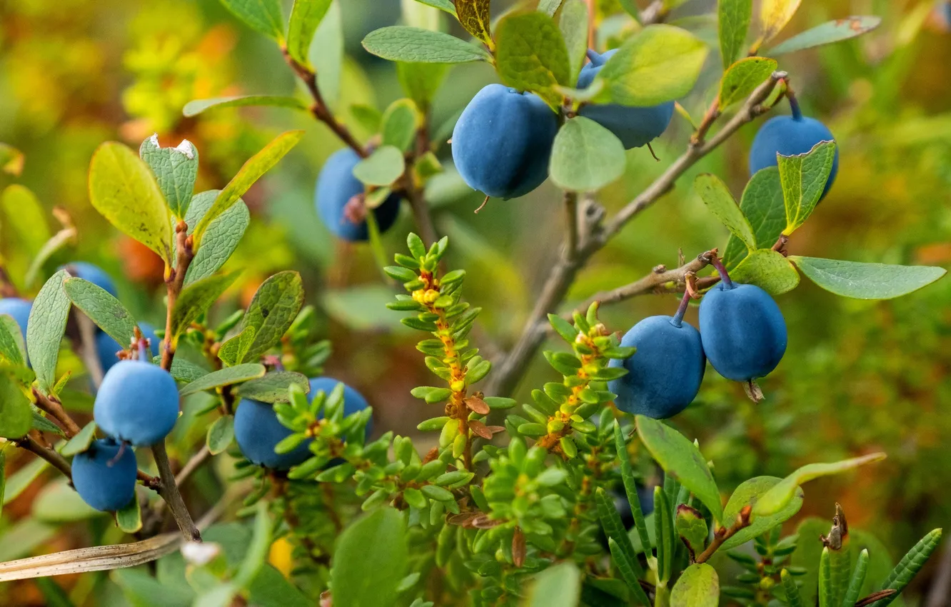 Photo wallpaper summer, blueberries, Nadezhda Demkina