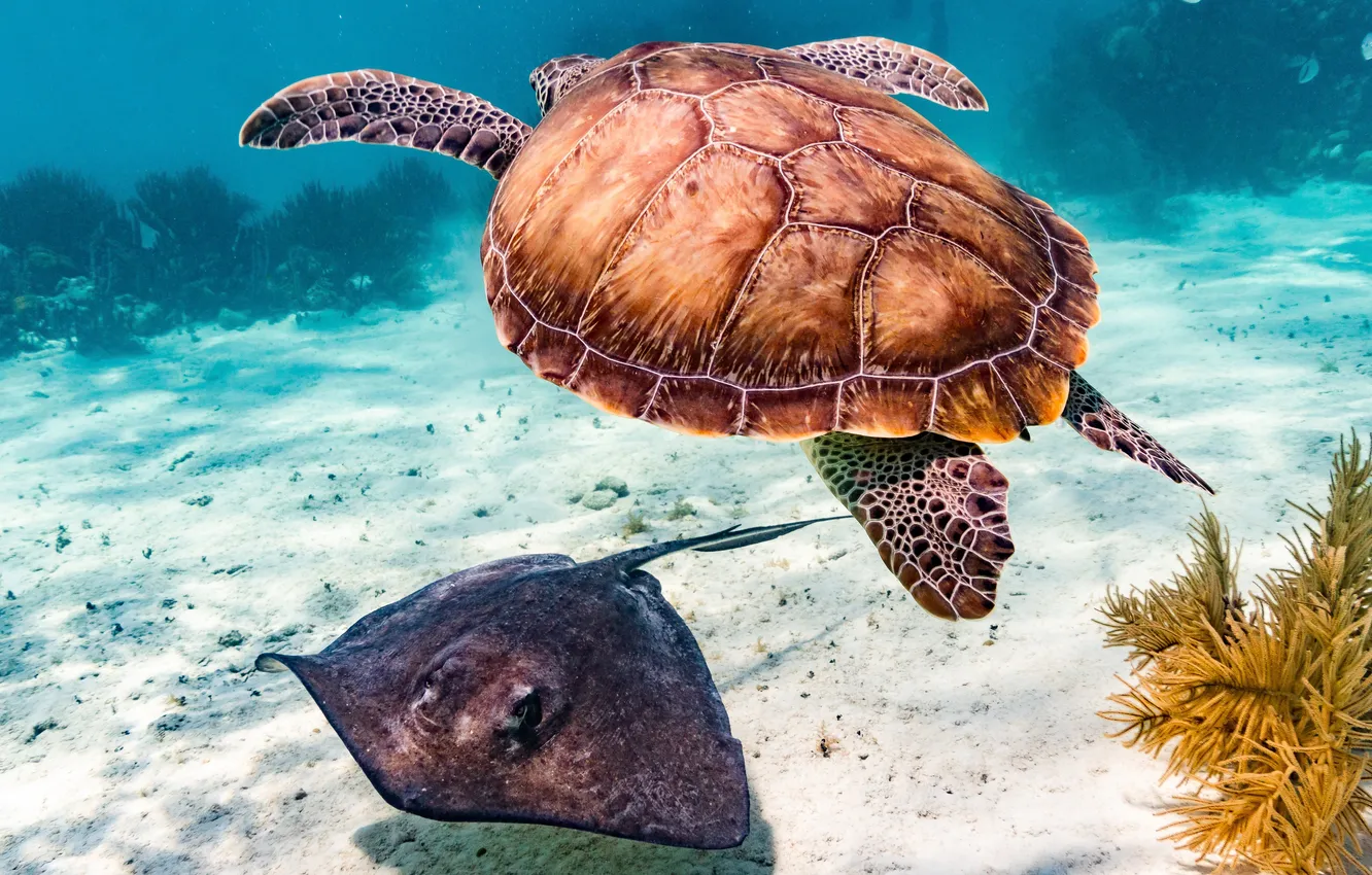Photo wallpaper underwater, animals, nature, fish, reptiles, Stingray, turtle, marine reptiles
