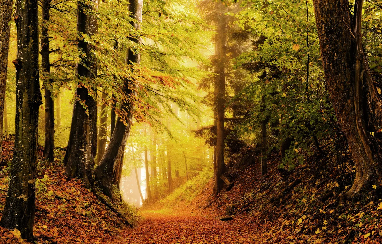 Photo wallpaper autumn, forest, photo, foliage, the ravine