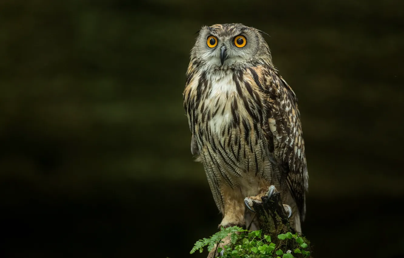 Photo wallpaper nature, owl, bird