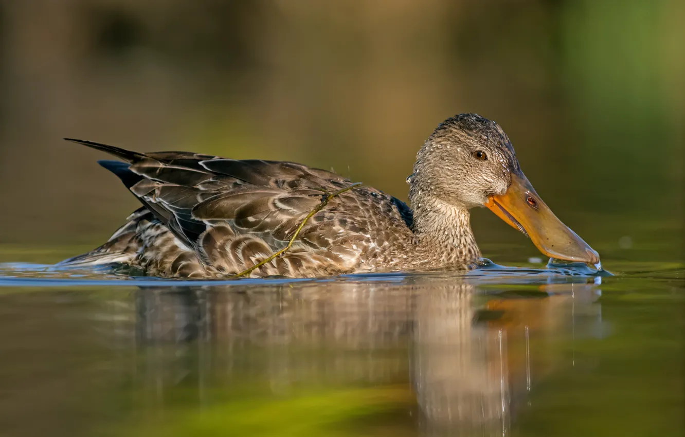 Photo wallpaper water, reflection, bird, duck, beak