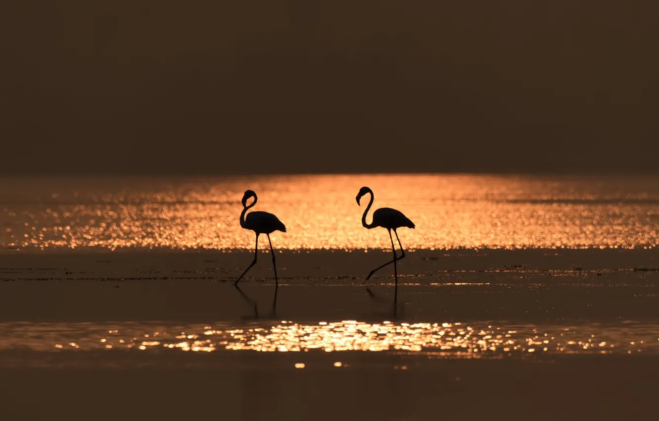 Photo wallpaper birds, night, nature, Flamingo