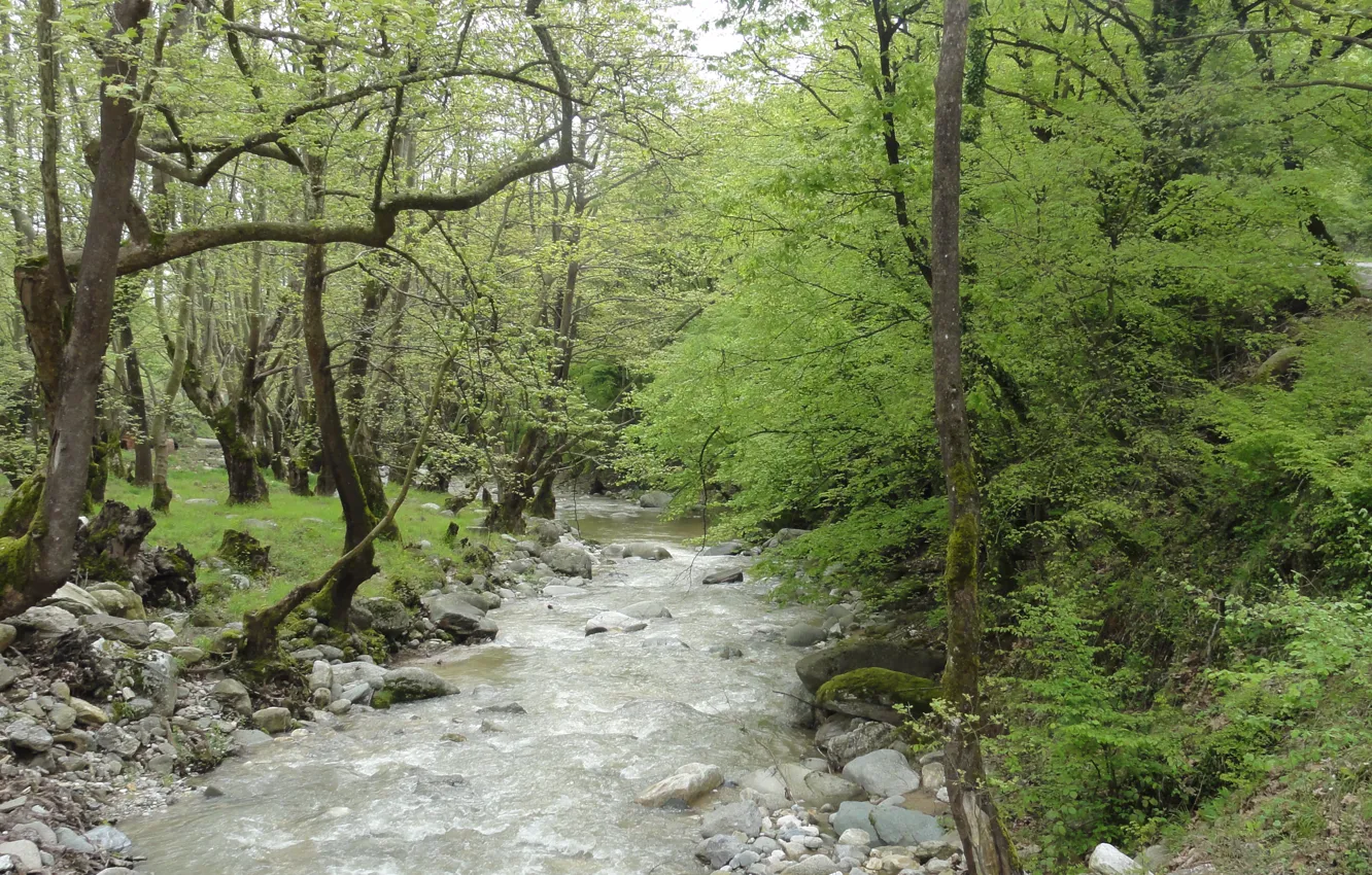 Photo wallpaper river, trees, Pieria