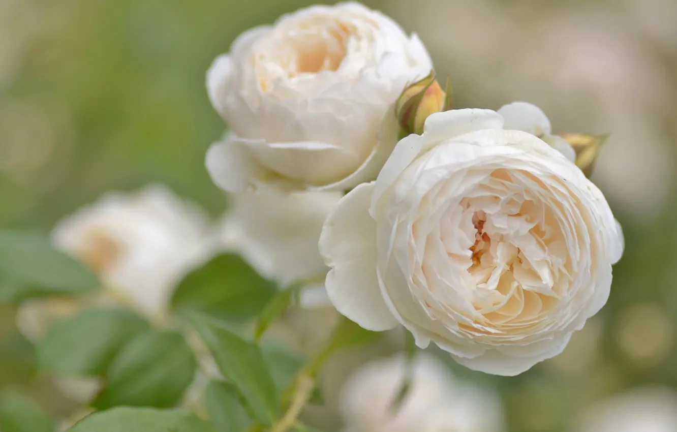 Photo wallpaper macro, roses, petals