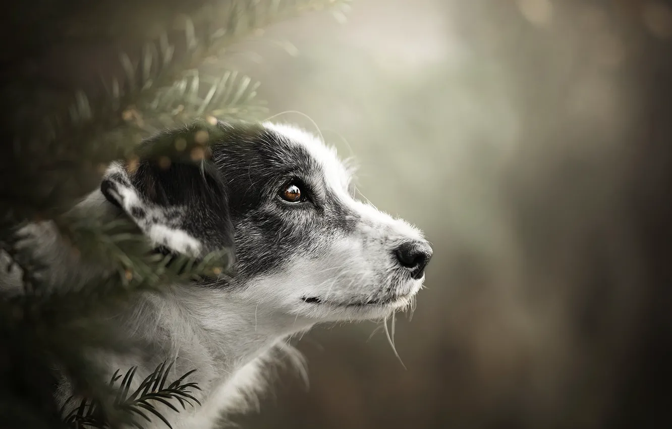 Photo wallpaper look, background, dog