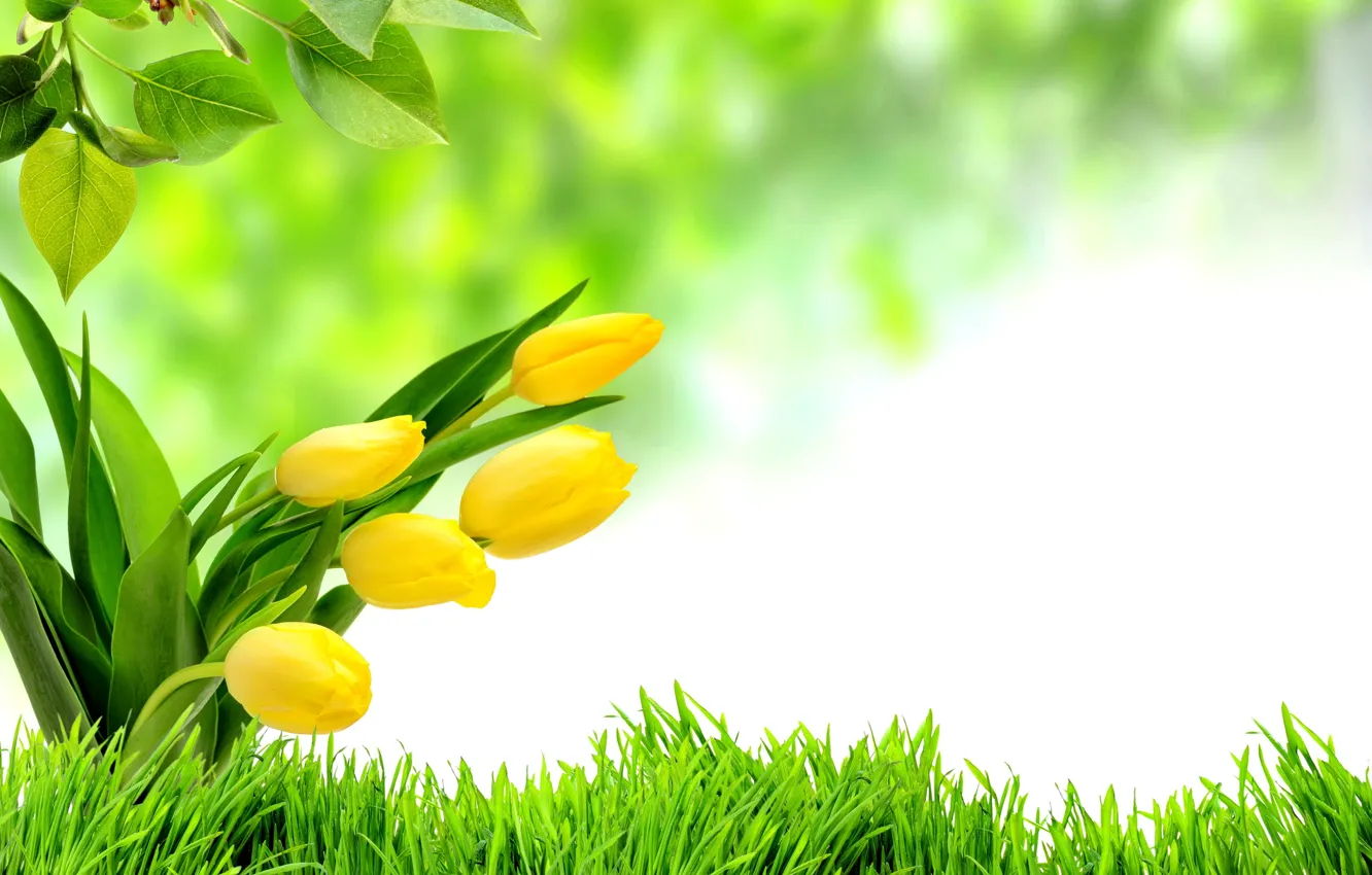 Photo wallpaper grass, green, spring, tulips, flowering, flowers, tulips, spring