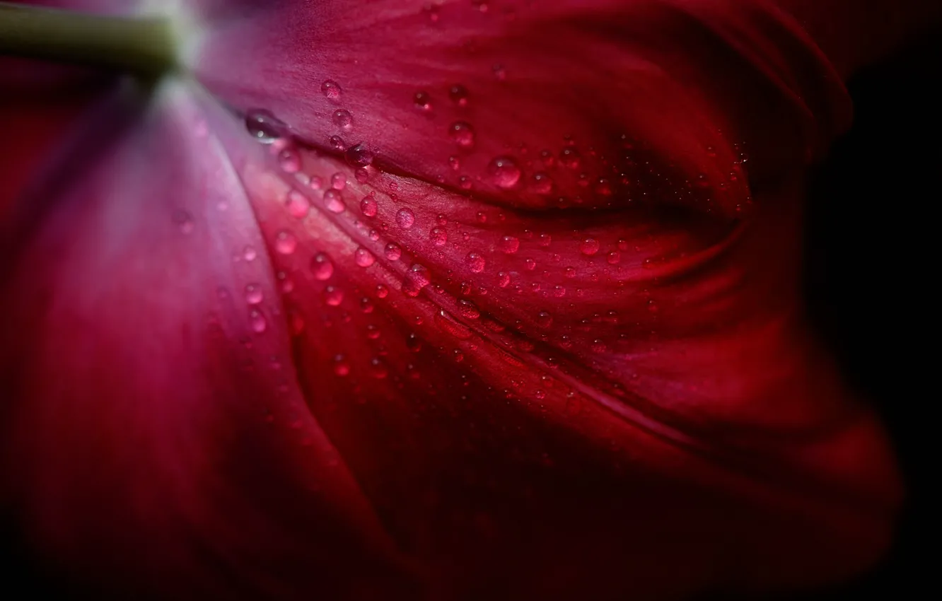 Photo wallpaper drops, Rosa, Tulip, petals