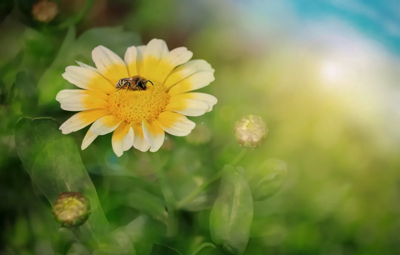 Photo wallpaper macro, flowers, bee, background, spring, flowering, a flower blooming in the Spring