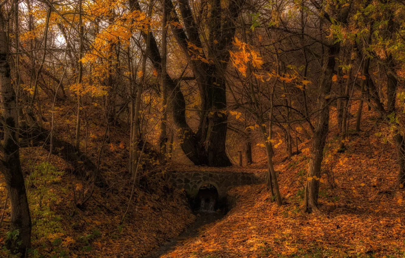 Photo wallpaper autumn, forest, trees, nature, stream, the bridge, Vladimir Bragilevsky