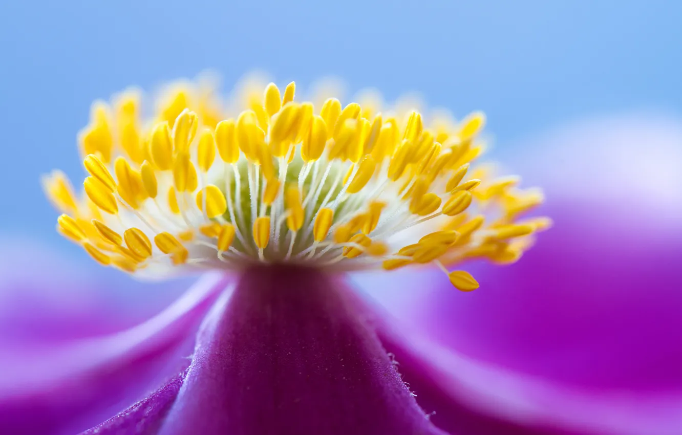 Photo wallpaper flower, nature, petals, stamens