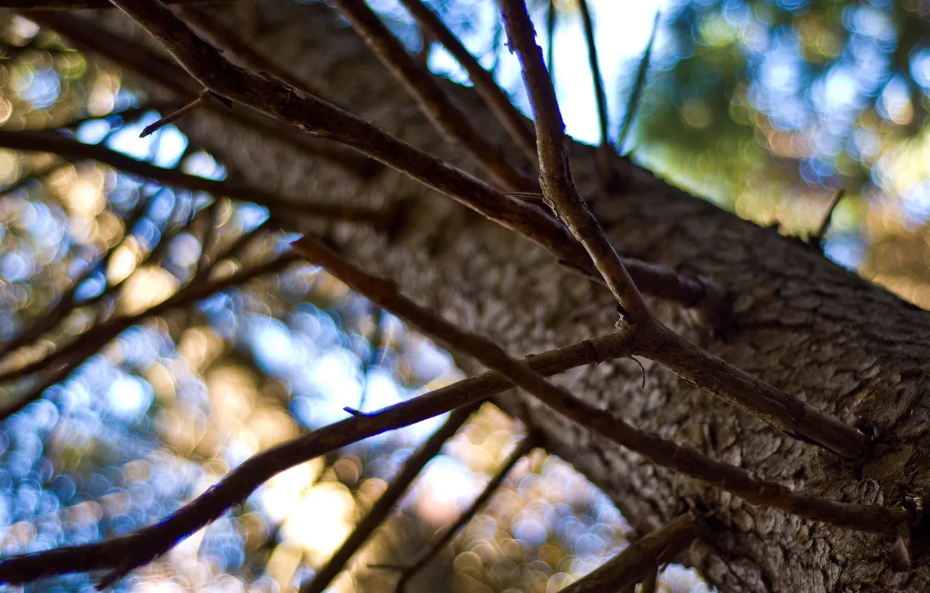 Photo wallpaper trees, branches, nature, glare, branch, bokeh