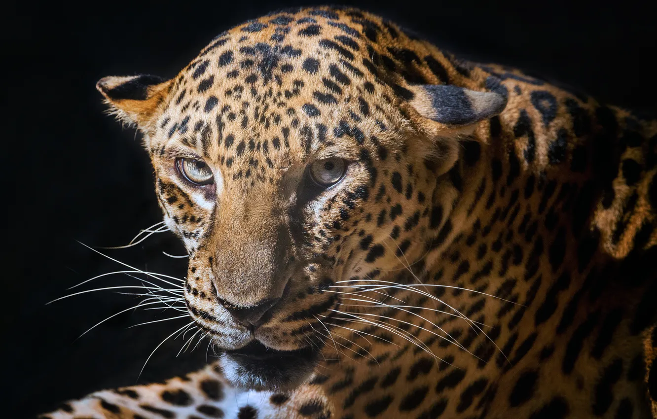 Photo wallpaper colors, black, leopard, look, fur