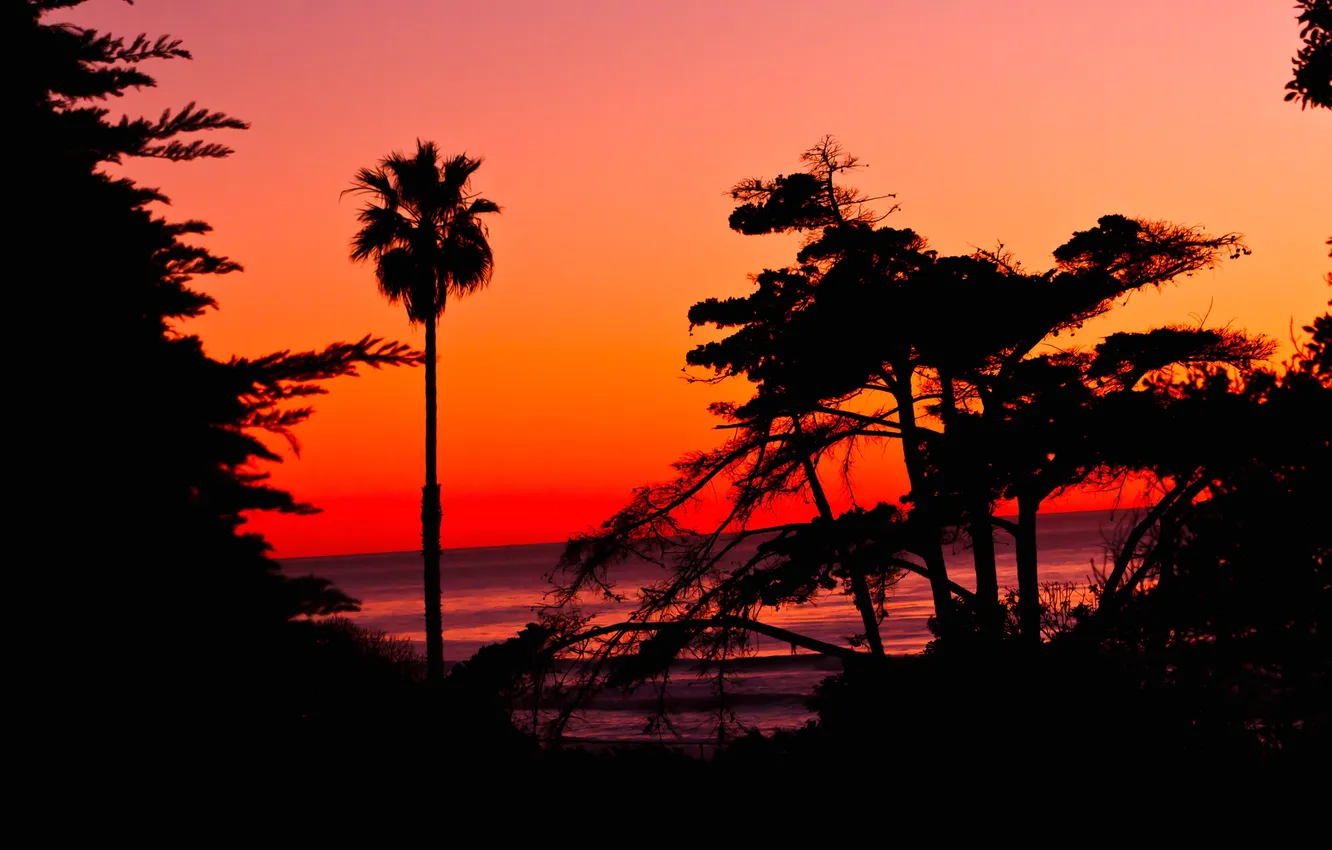 Photo wallpaper sea, the sky, trees, sunset, palm trees, horizon, silhouette