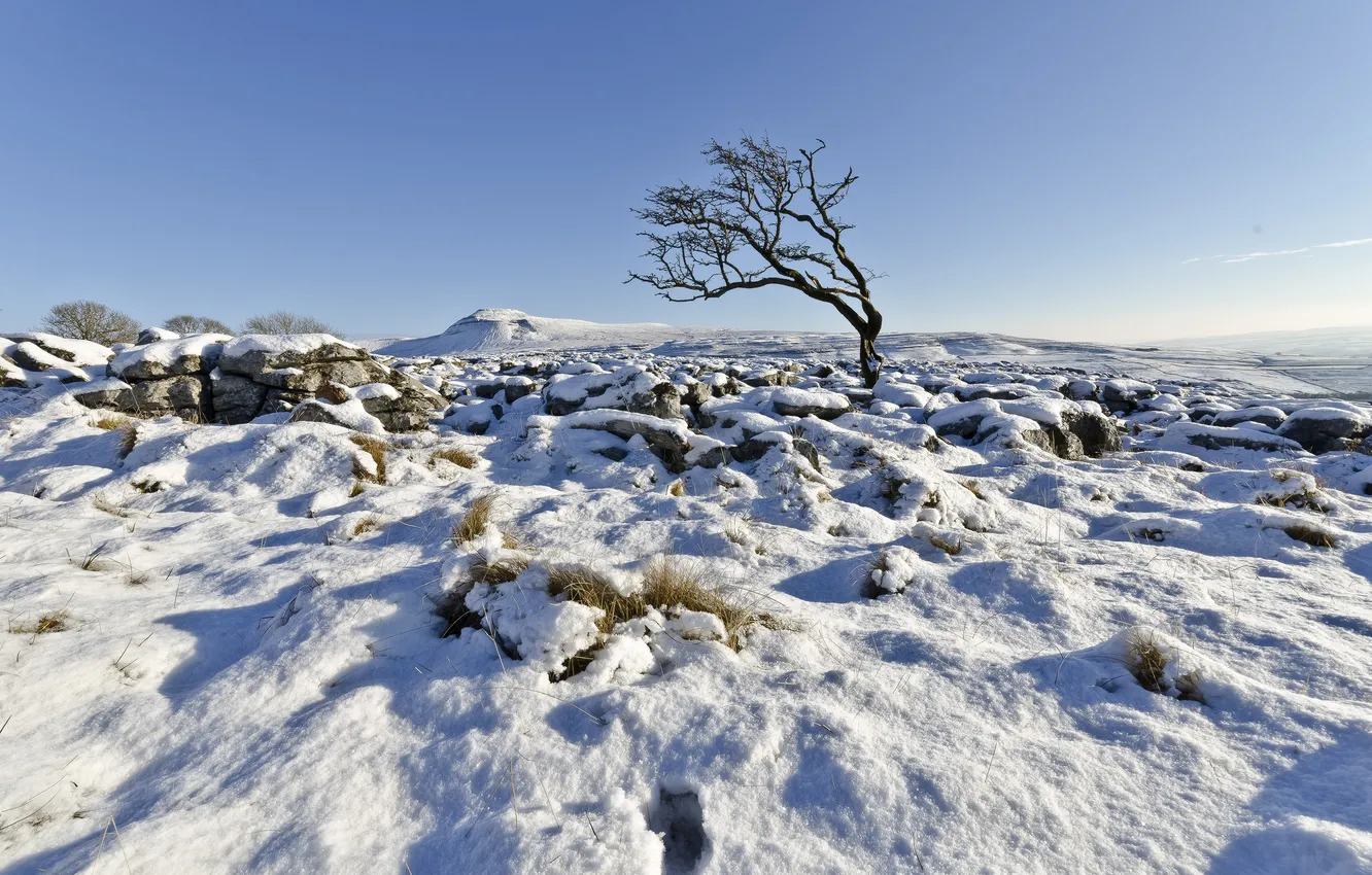 Photo wallpaper winter, the sky, snow, tree, England, UK, North Yorkshire, Ingleton