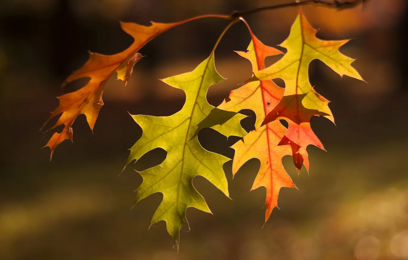 Photo wallpaper autumn, leaves, macro, branches