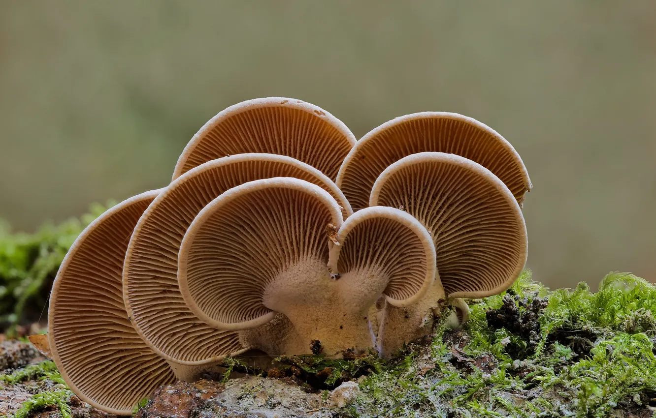 Photo wallpaper autumn, mushrooms, fan, Beat Buetikofer