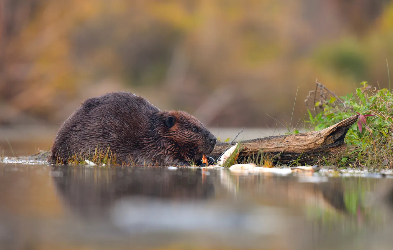Photo wallpaper look, nature, pose, river, background, profile, log, beaver