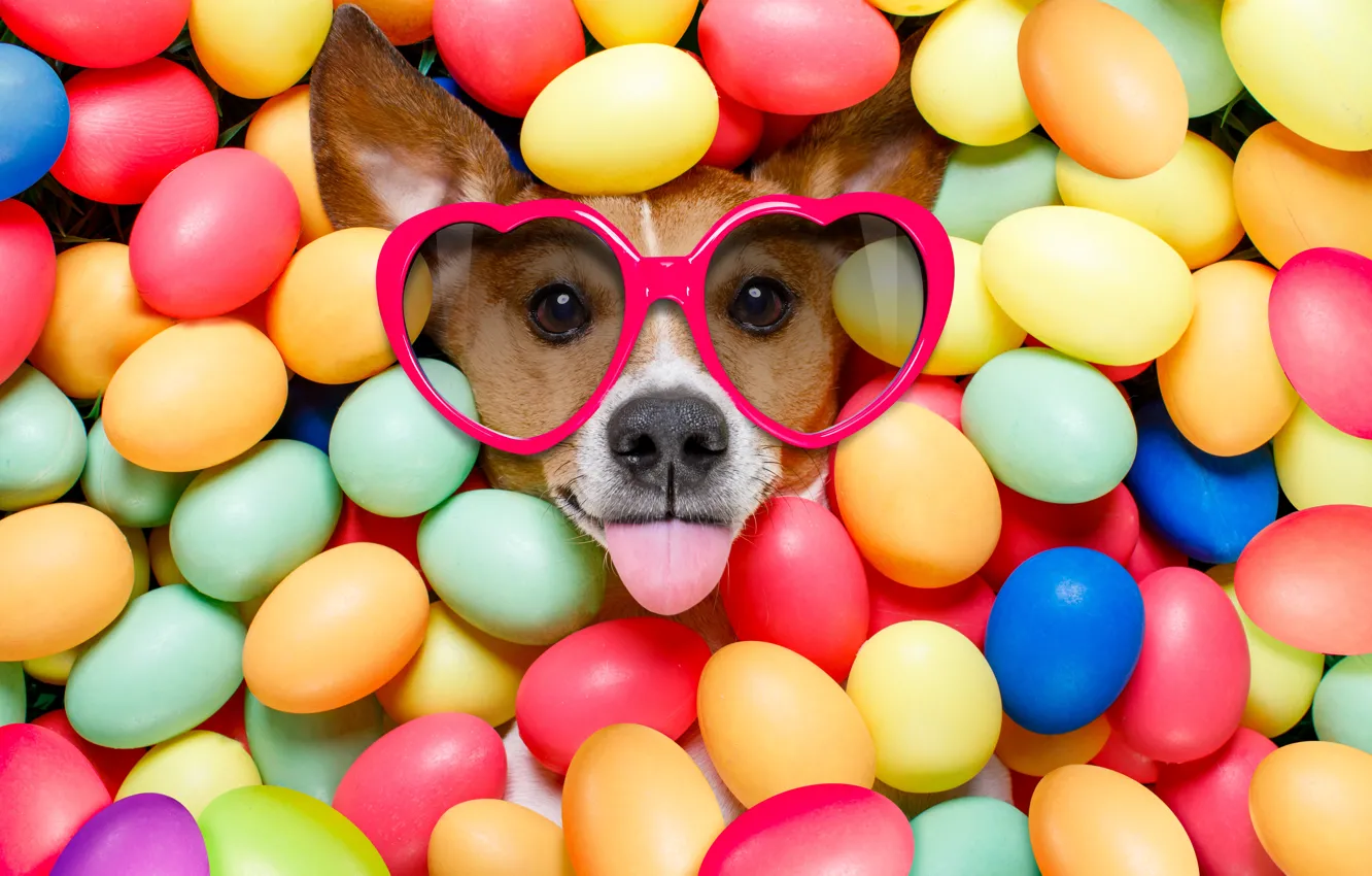 Photo wallpaper dog, colorful, glasses, Easter, hearts, happy, dog, Easter