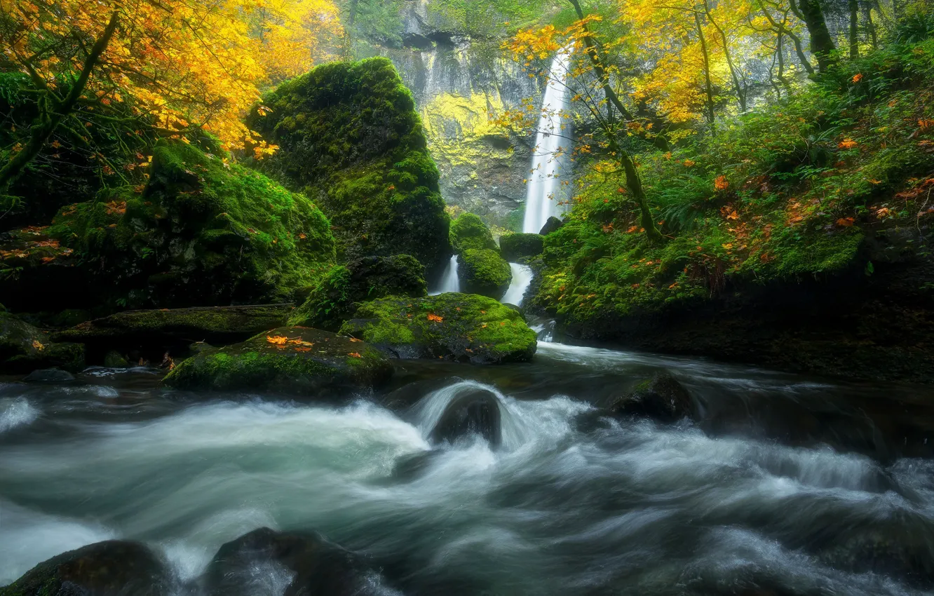 Photo wallpaper autumn, forest, river, stream, stones, waterfall, moss, Oregon