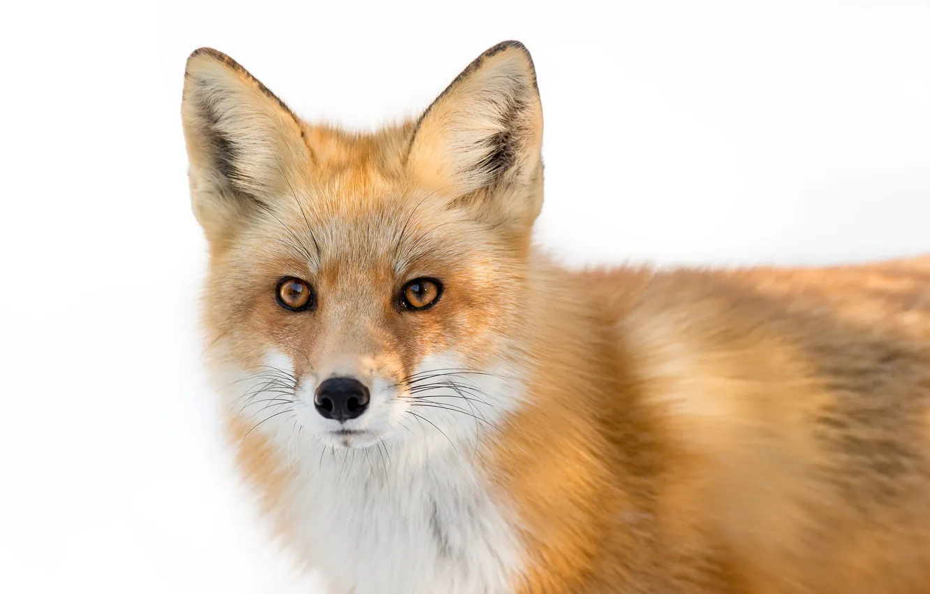 Photo wallpaper fox, eyes, winter, wildlife
