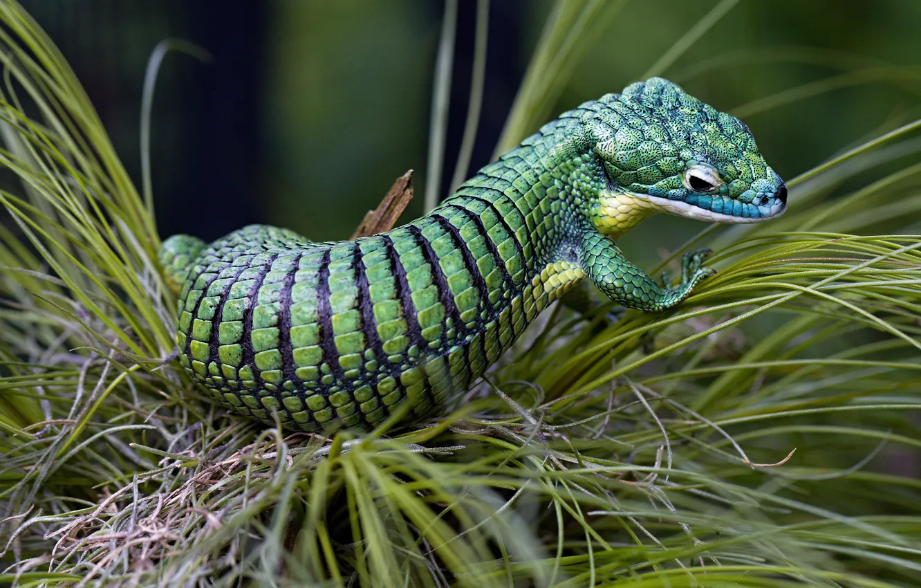 Photo wallpaper grass, strips, pose, background, pattern, legs, scales, lizard
