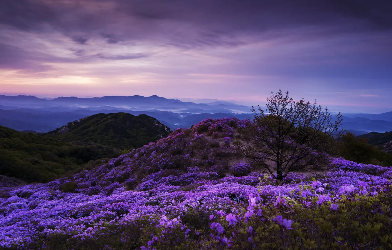 Photo wallpaper the sky, trees, landscape, mountains, clouds, nature, hills, South Korea