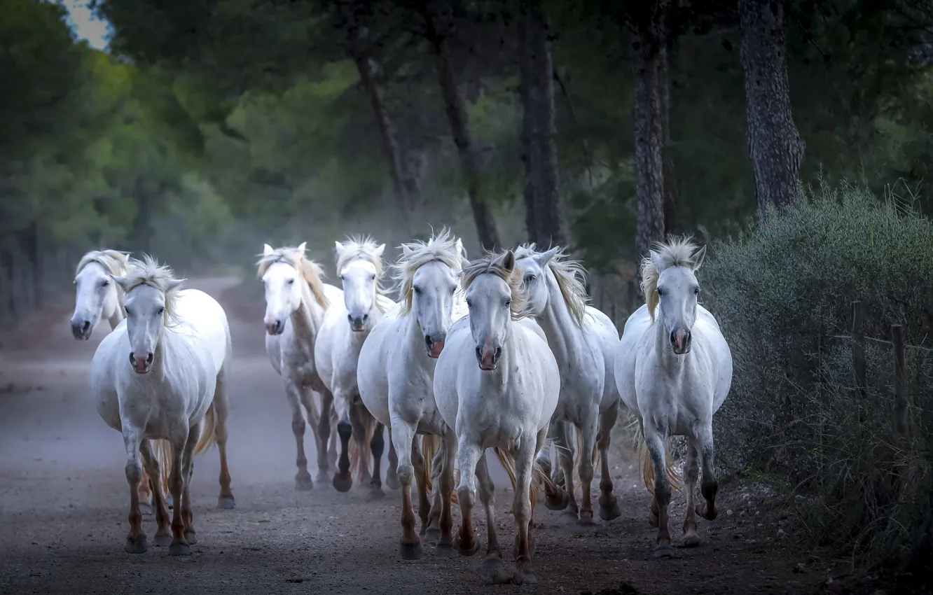 Photo wallpaper road, nature, horse