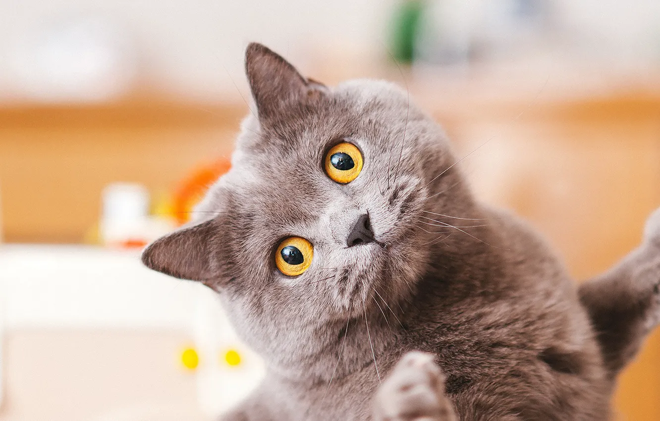 Photo wallpaper cat, cat, look, pose, face