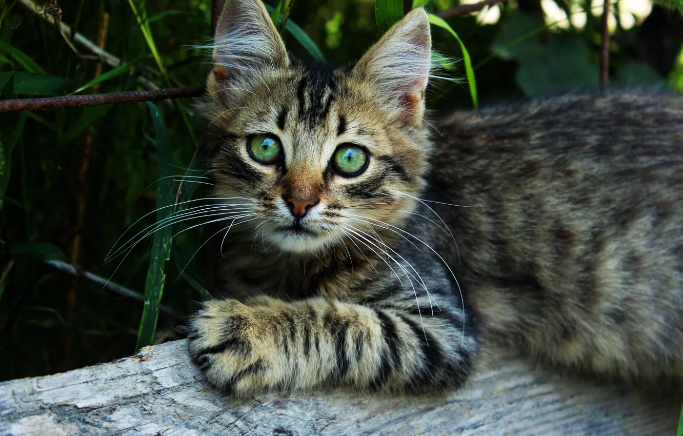 Photo wallpaper cat, eyes, cat, look, kitty, fluffy, village