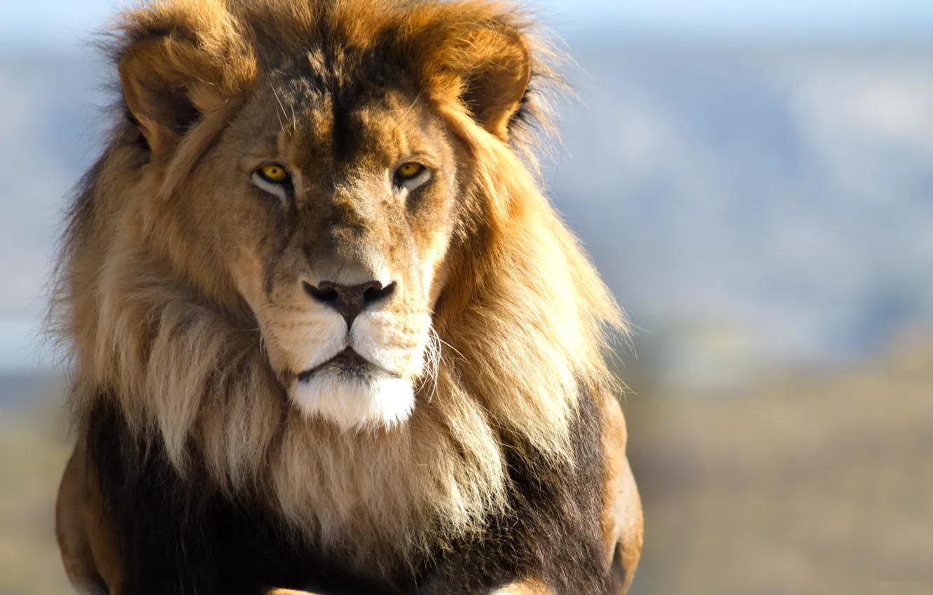 Photo wallpaper eyes, lion, hair, look, head