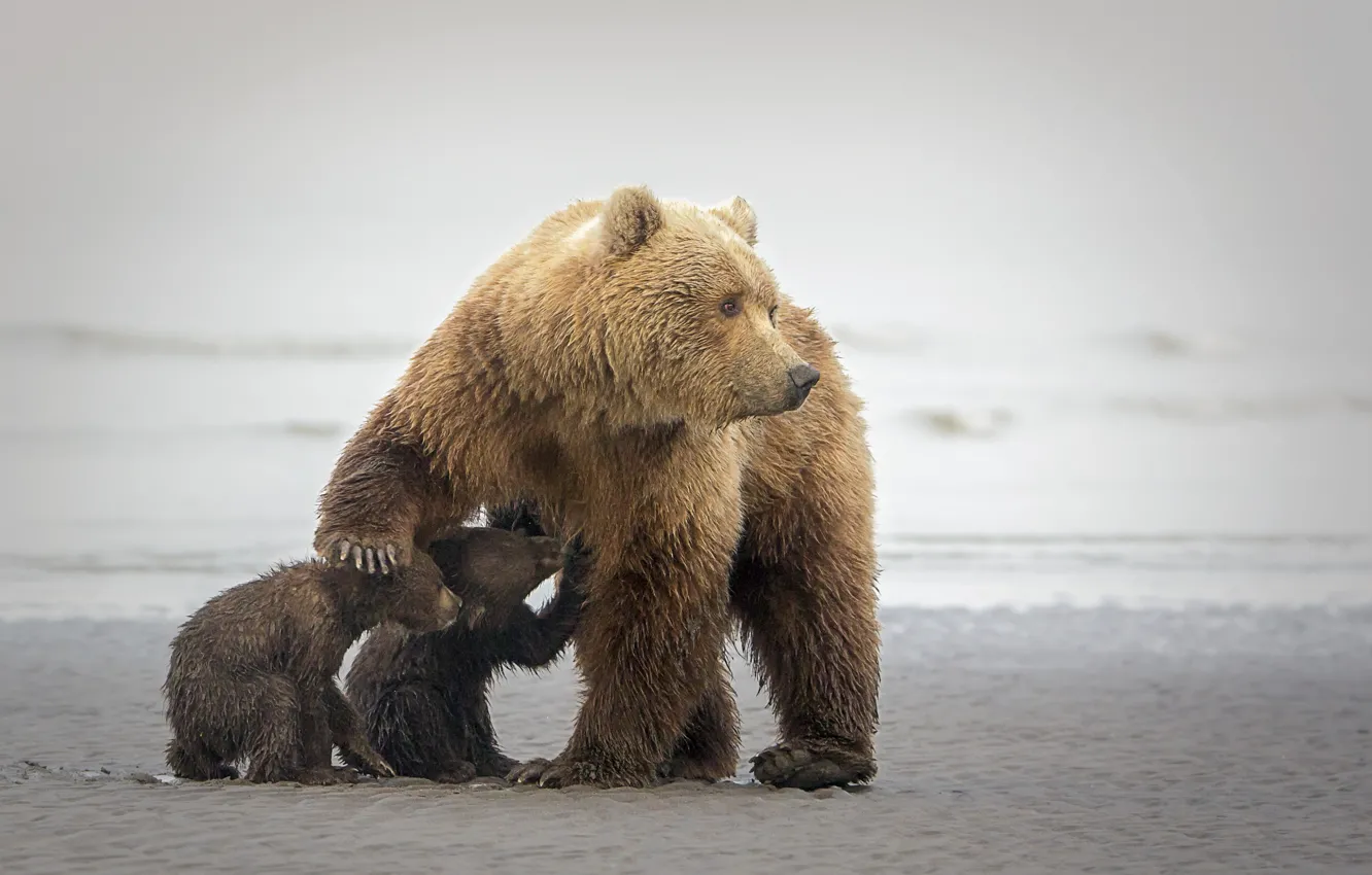 Photo wallpaper bear, bear, bear, bear