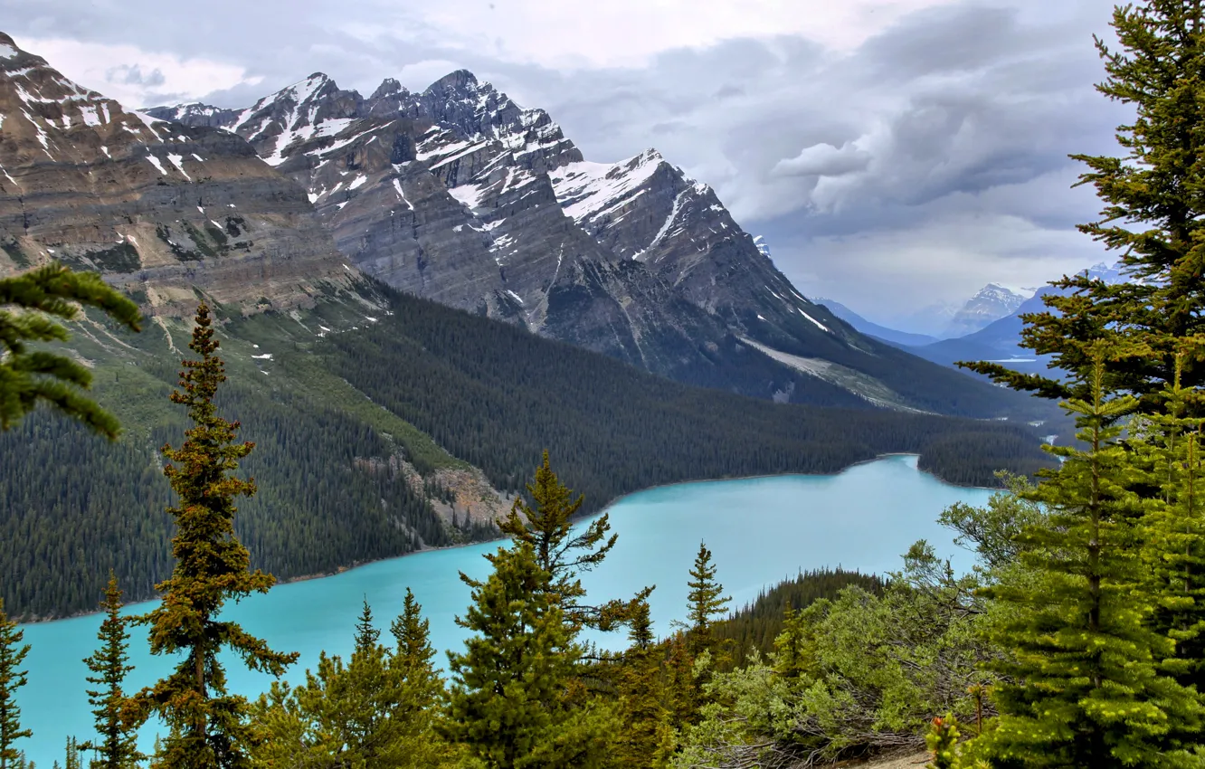 Photo wallpaper forest, the sky, trees, mountains, lake, Banff National Park, Canada, Peyto Lake
