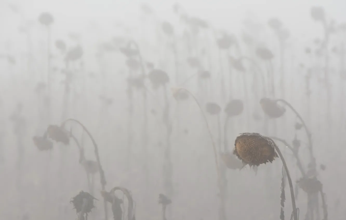 Photo wallpaper sunflowers, nature, fog