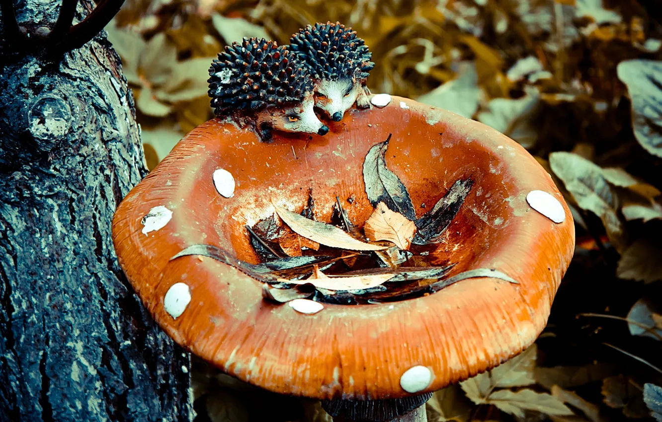 Photo wallpaper forest, leaves, trees, nature, foliage, mushrooms, pair, trunk