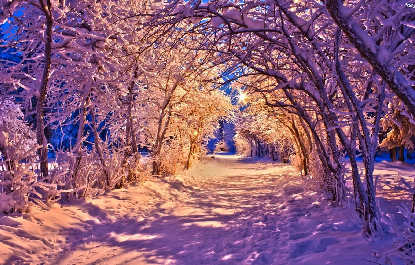 Photo wallpaper winter, road, forest, snow, trees, landscape, nature, lights
