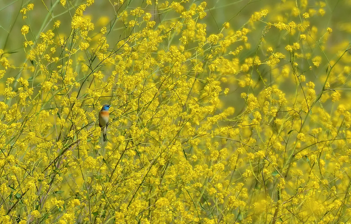 Photo wallpaper nature, bird, spring