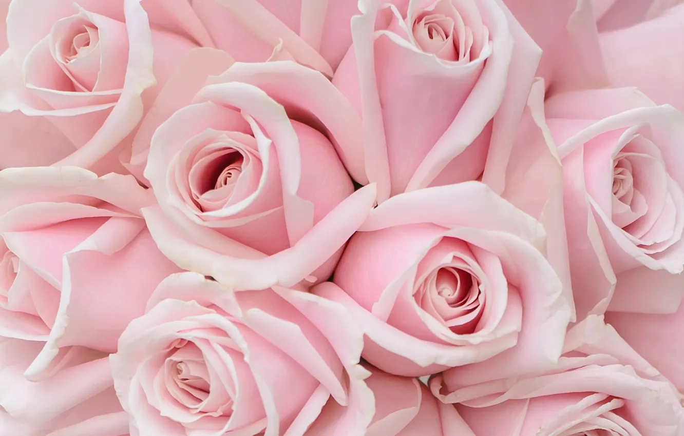 Photo wallpaper tenderness, roses, bouquet, pink roses