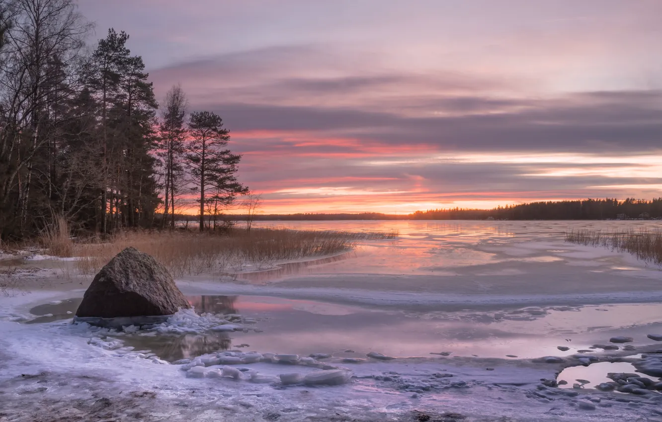 Photo wallpaper winter, trees, sunset, stone, Bay, Finland, Finland, The Gulf of Finland