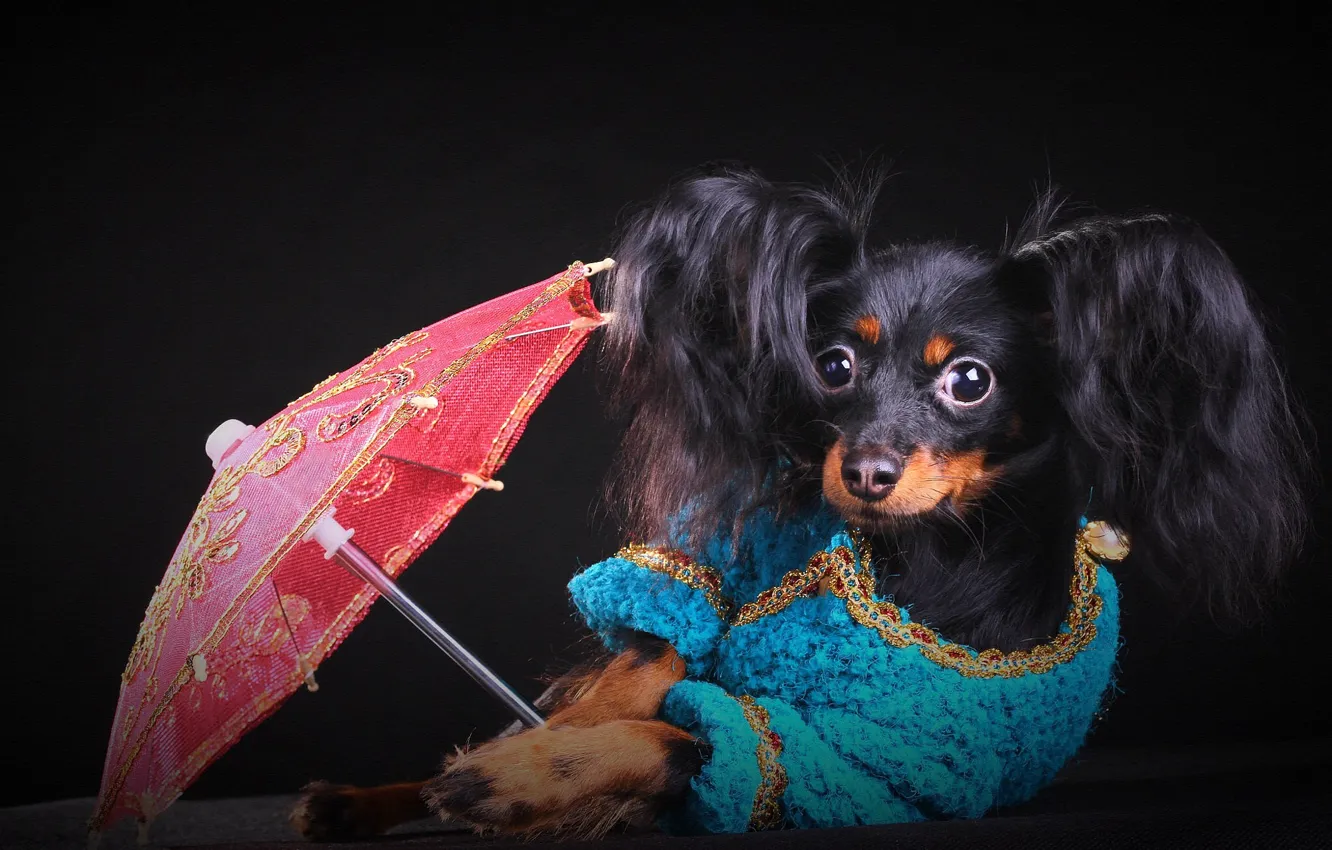 Photo wallpaper look, pose, umbrella, dog, blouse, black background, face, ears